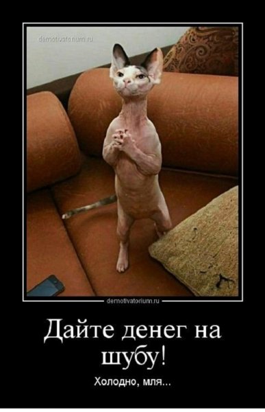 Дайте денег на шубу...