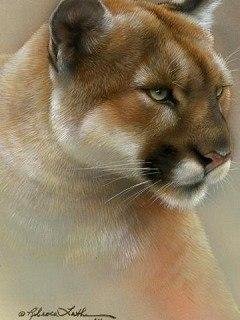 LIONESS-001