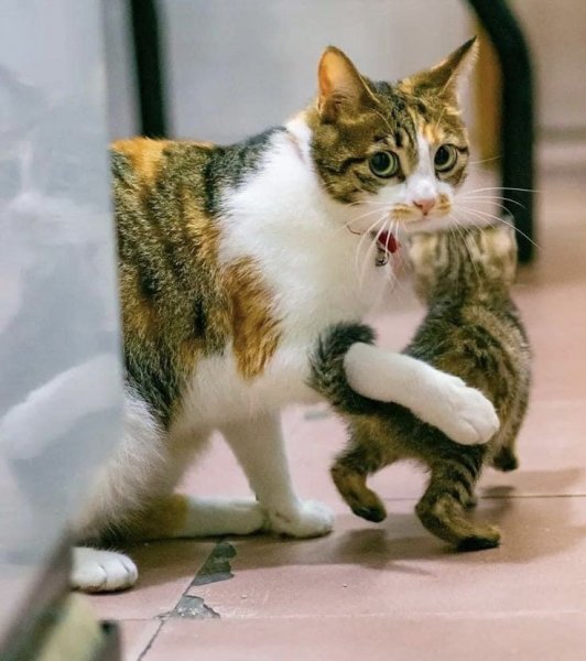 bfab6ada2943ac6ef260ef76