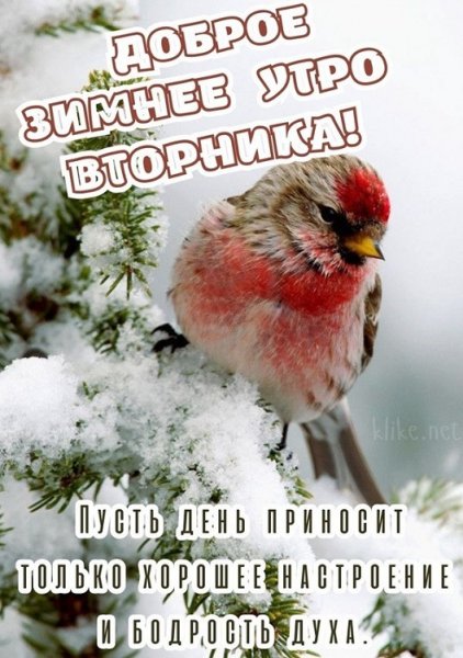 Доброе зимнее утро вторника! Пусть день приносит только