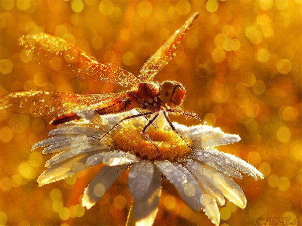 Стрекоза на ромашке