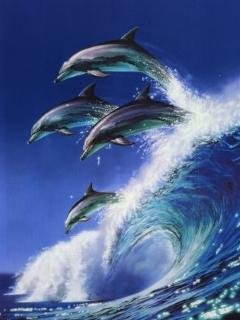 Dolphins-