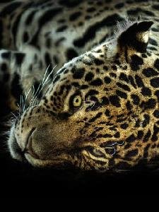 leopard