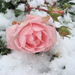 Розовая роза на снегу-анимация