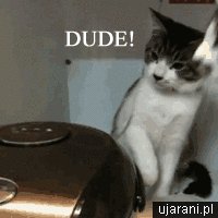 Кот