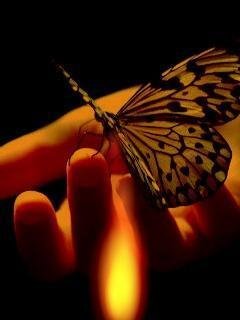 Fire butterfly