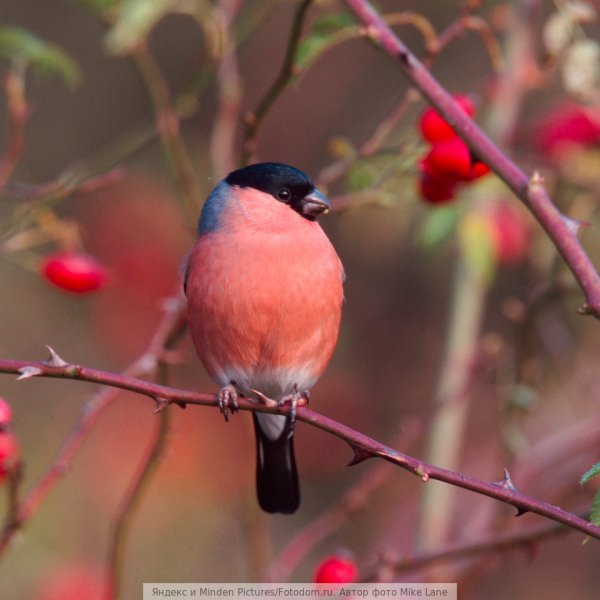 Yandex-Images-2016-12-21