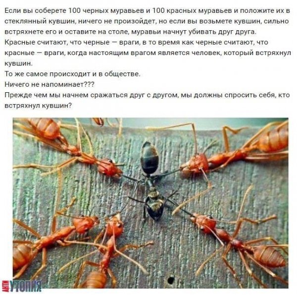 А ведь это правда