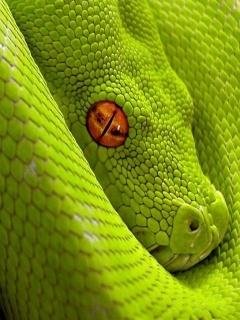 Зеленая змея SWF