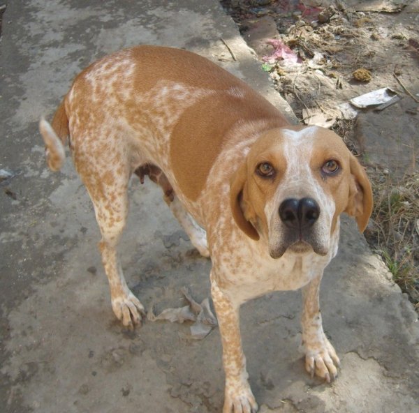 Наваррская легавая (4)