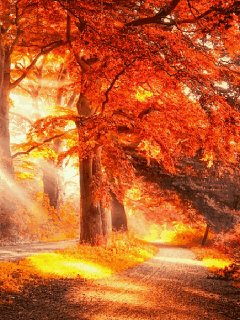 file_65506853