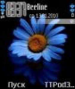 blue romashka