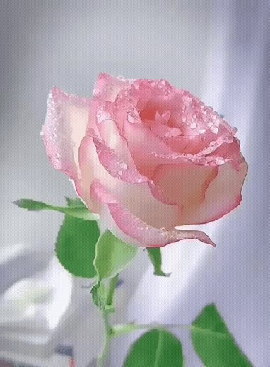 Нежная роза