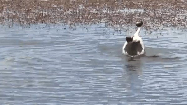 Капюшонные поганки