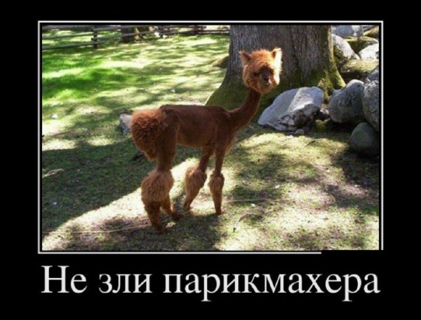 Не зли парикмахера