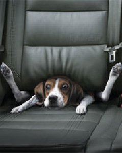 собака в машине)