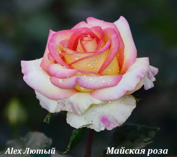Alex Лютый - Майская роза ... 2026
