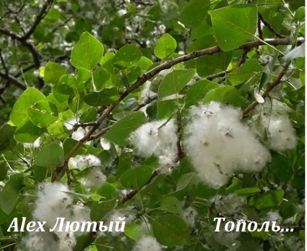 Alex Лютый - Тополь лишь хранит любовь мою ... 2026