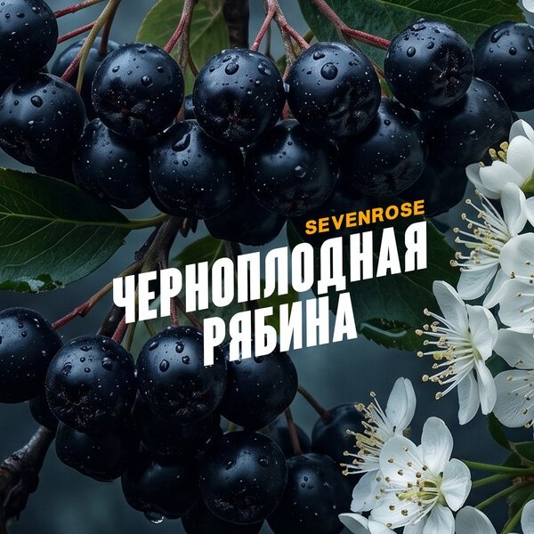 Sevenrose - Черноплодная рябина