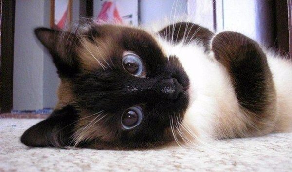 Helasvuo, Savijoki - II. Andante molto sostenuto