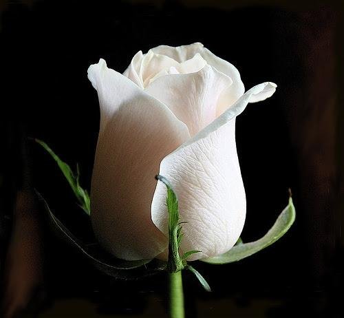 AdonMix - Расцветать я в тебе буду