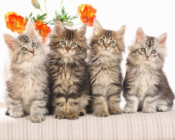 Песенка котят - Мур..мяу..мур