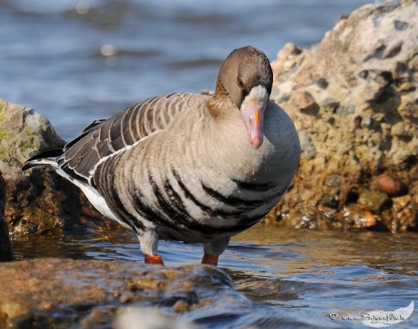 Неизвестный - Гусь белолобый 1 (Anser albifrons)