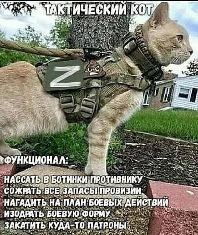 Михаил Афонин - Кот на войне. Девятая жизнь