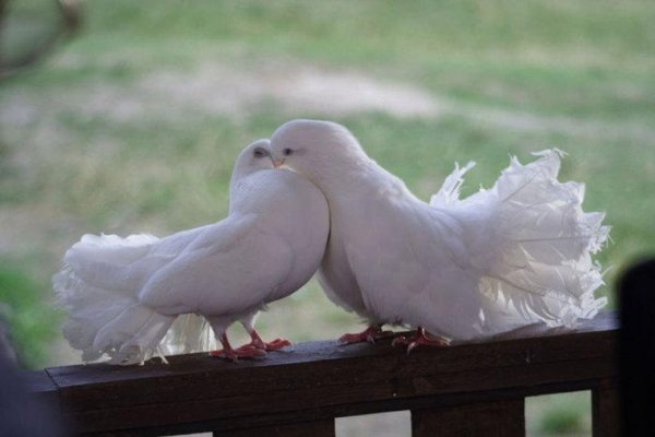 Андрей БАНДЕРА - Голуби.