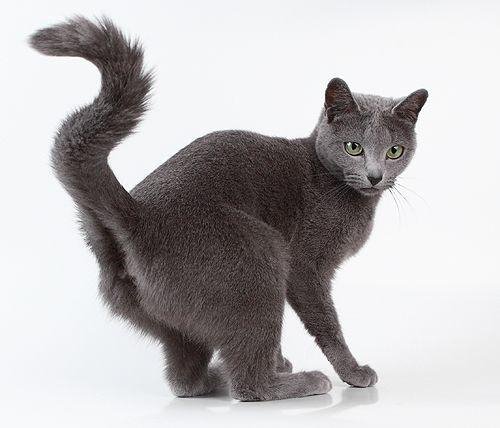 Blue Cat - 