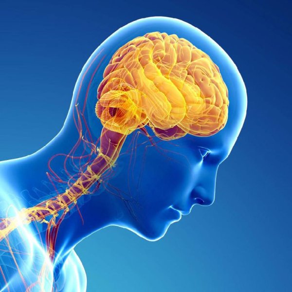 Радиоскоп - Мозг человека