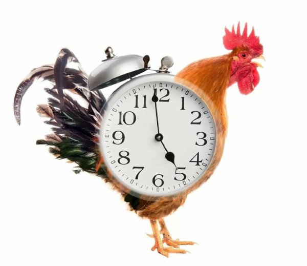 Rington 2019 Clock Sound Effects - Тик, Ток
