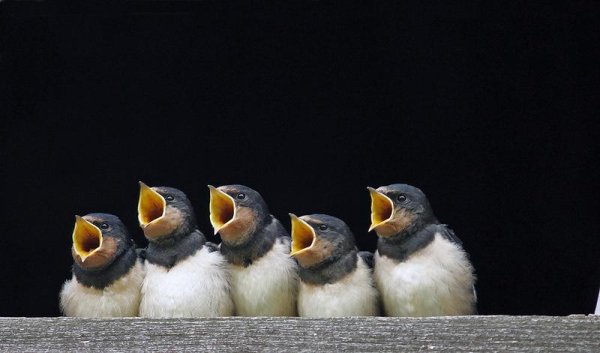 Римский Корсаков - Хор птиц