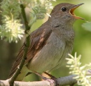 The Sounds Of Nature - Дуэт с лягушками