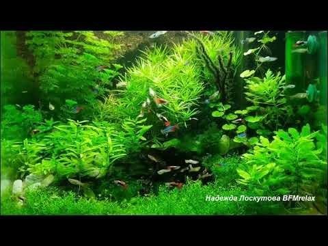 Relax - Нежный и крепкий СОН, глубокий релакс и успокоение нервной системы