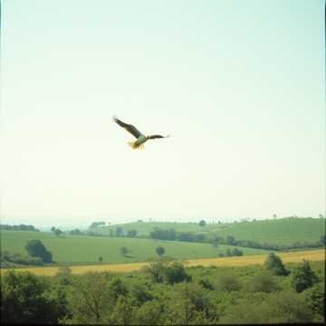 poeticmelodyxl - Когда душа расправит крылья