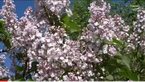 Сергей Грищук - ОДНОЙ ТЕБЕ!  relax