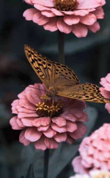 Sevenrose - Черная смородина