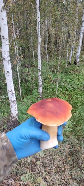 Цитата - Жизнь