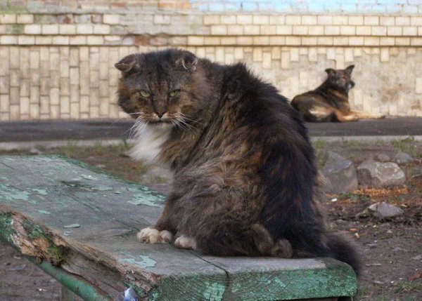 Паустовский К.Г. - Кот ворюга