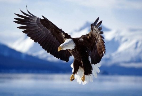 Птица Ястреб - Крик ястреба