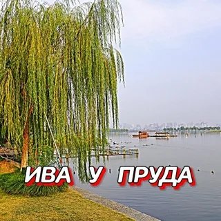 Гравитация - Ива У Пруда