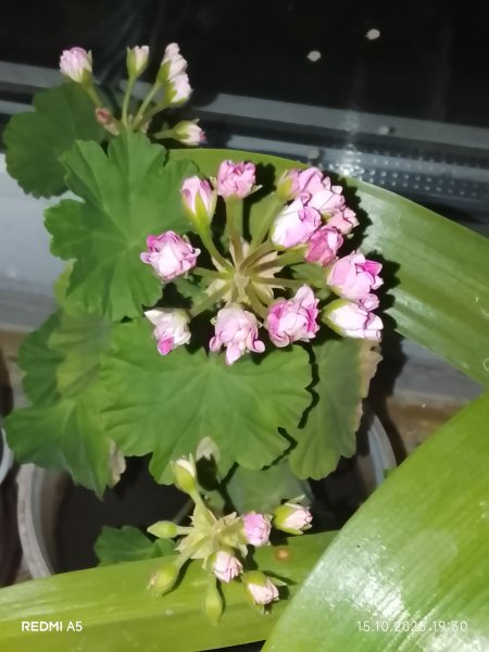 Розевидная розовая герань