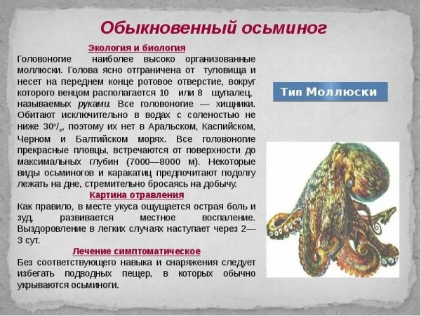 Обыкновенный осьминог