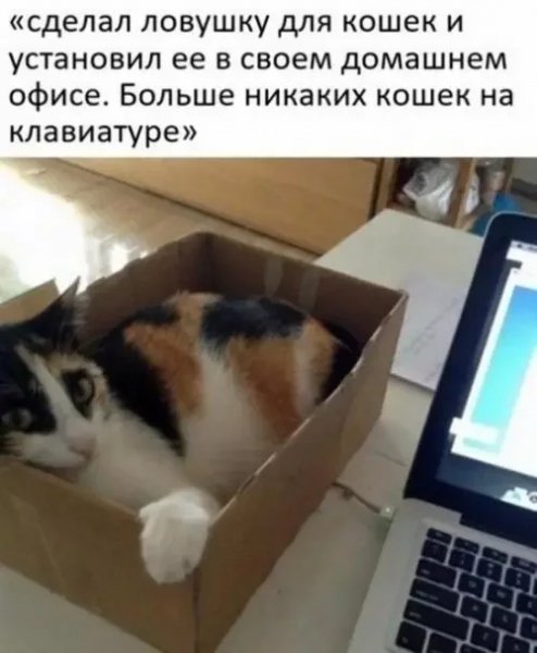 Ловушка для кота ))