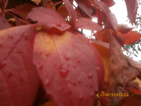 4 Листопада