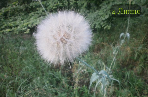 4 Липня