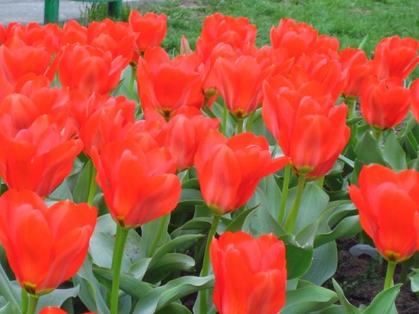 Тюльпаны алые