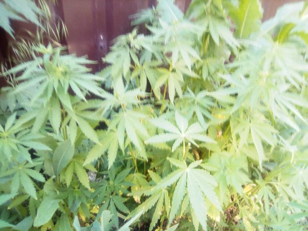 Начала подыматься