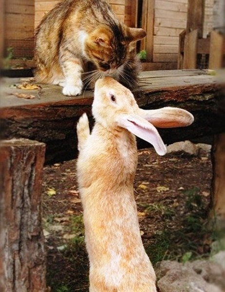 кот и кролик